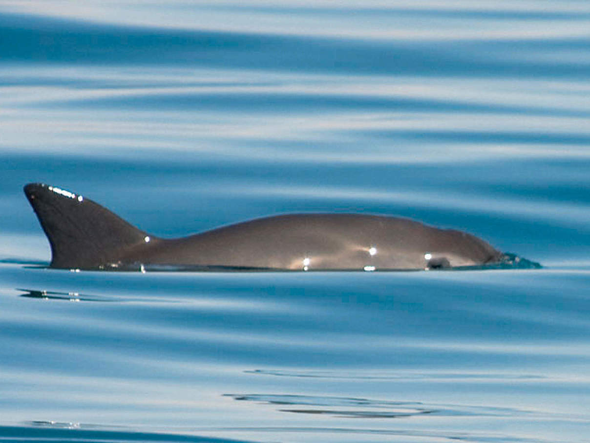 Vaquita Mexiko © Thomas A. Jefferson / VIVA Vaquita