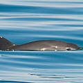 Vaquita Mexiko © Thomas A. Jefferson / VIVA Vaquita