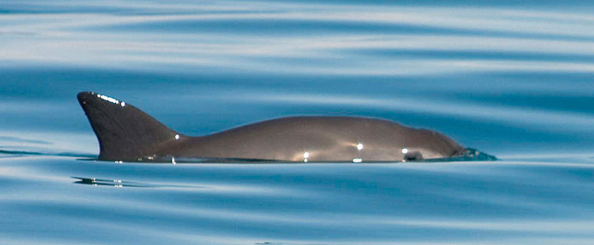 Vaquita Mexiko © Thomas A. Jefferson / VIVA Vaquita