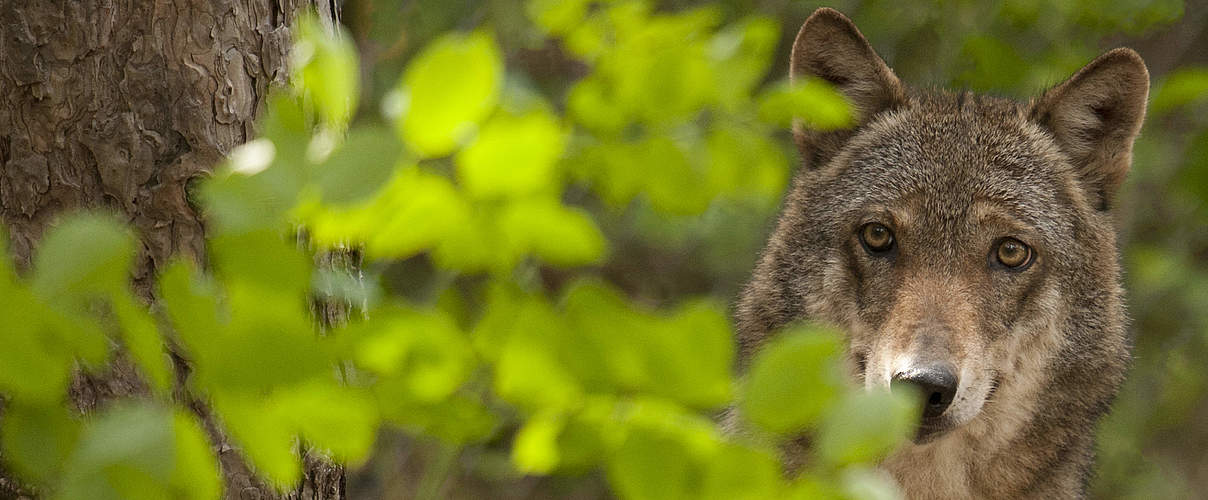 Wolf © Giancarlo Mancori