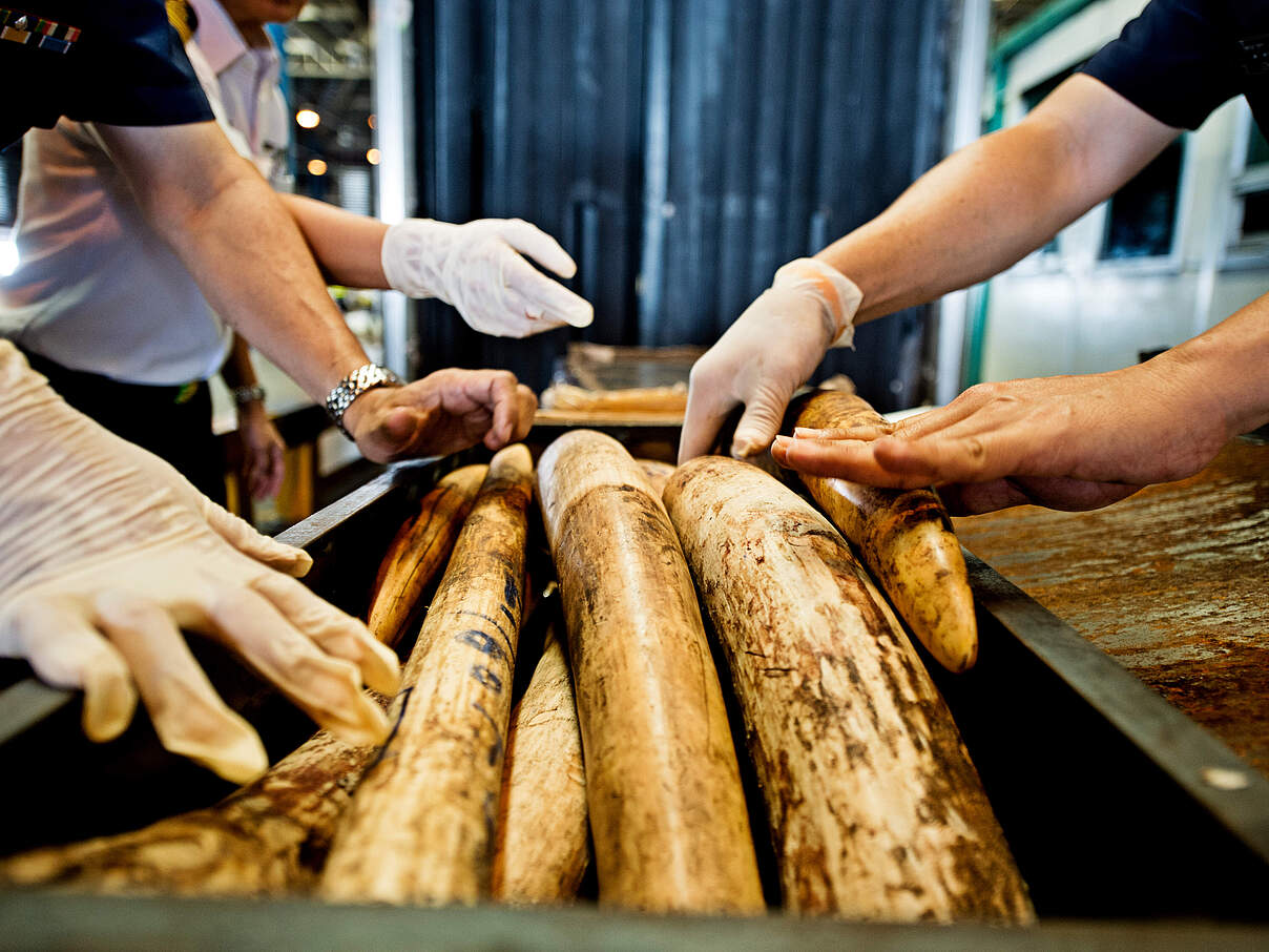 Vom Zoll beschlagnahmtes Elfenbein © James Morgan / WWF Vom Zoll beschlagnahmtes Elfenbein © James Morgan / WWF