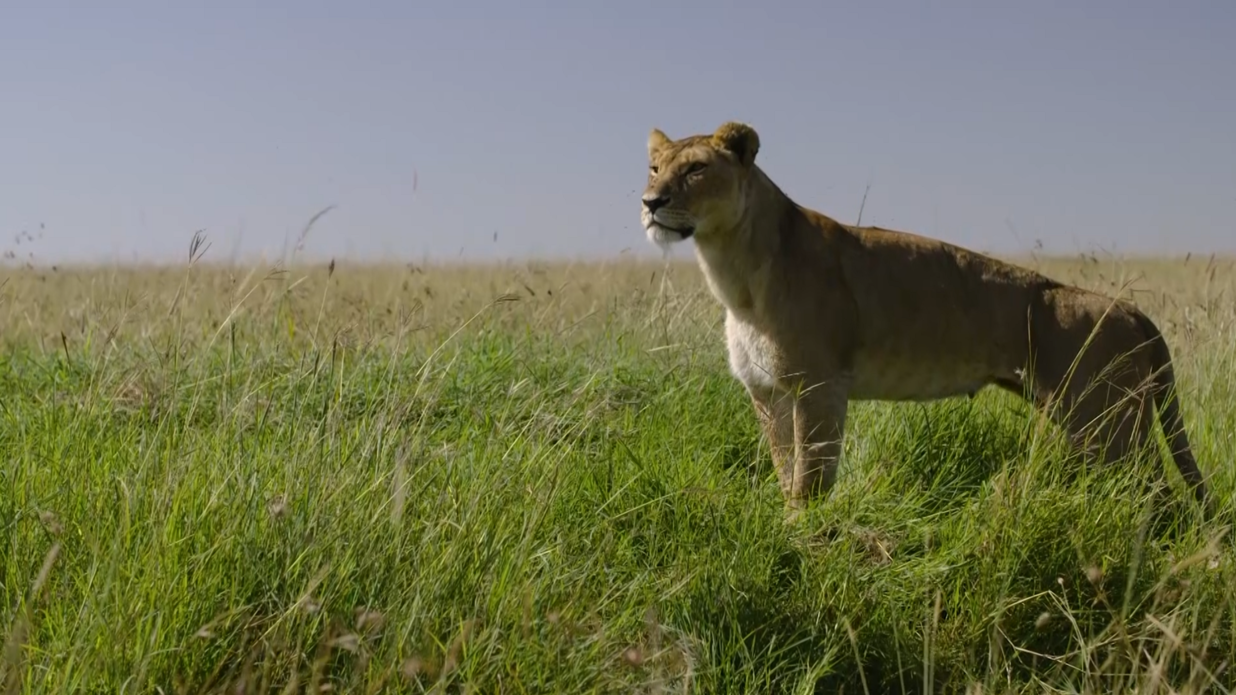 Löwen sind stark von Wilderei in Afrika bedroht.
