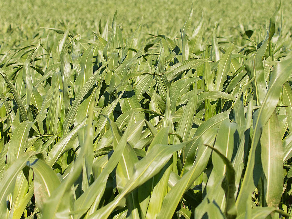 Landwirtschaft Maisfeld mit EDEKA Logo © Sonja Ritter / WWF