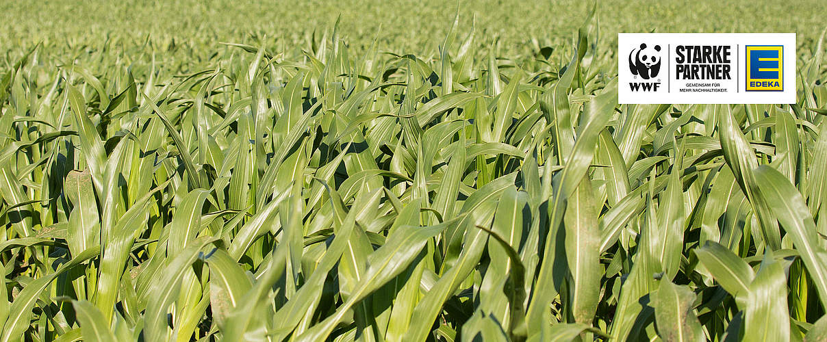 Landwirtschaft Maisfeld mit EDEKA Logo © Sonja Ritter / WWF