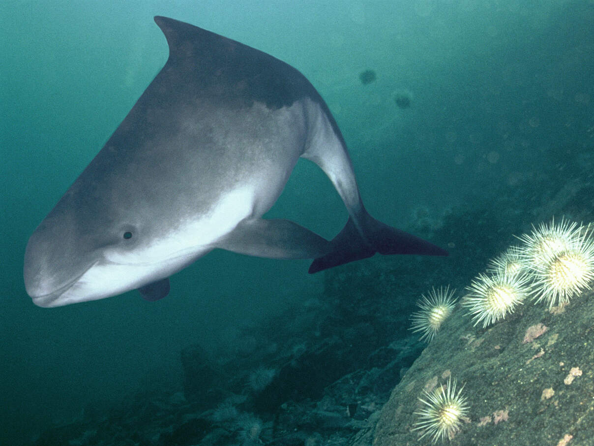 Schweinswal in einem norwegischen Fjord © Florian Graner / imagoimages