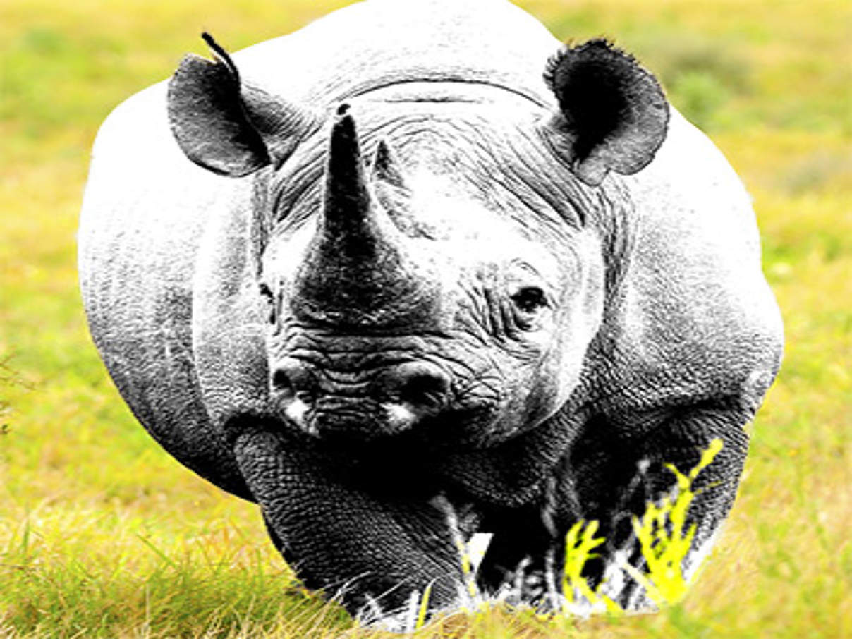 350 Spitzmaulnashorn c IStock getty images 498012453 Vom Aussterben bedroht: Spitzmaulnashorn © iStock / Getty Images