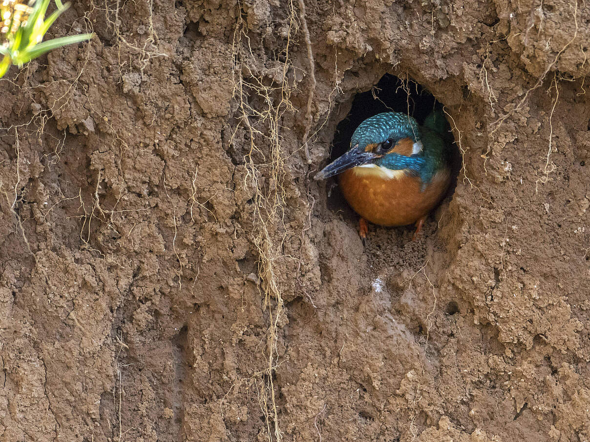 Eisvogel schaut aus der Bruthöhle