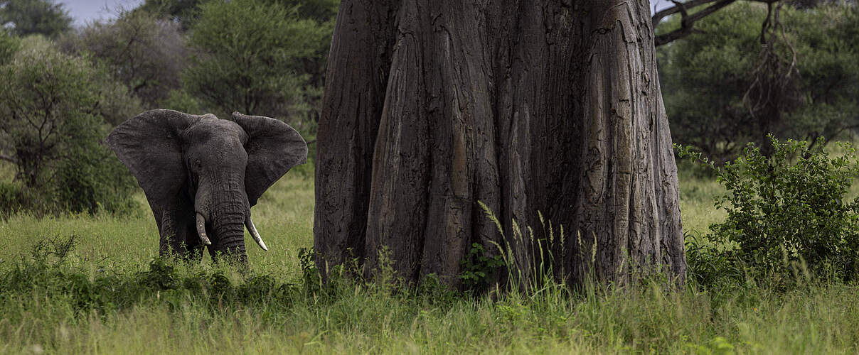 Elefant an einem Baobab-Baum © IMAGO / Cavan Images