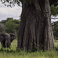 Elefant an einem Baobab-Baum © IMAGO / Cavan Images