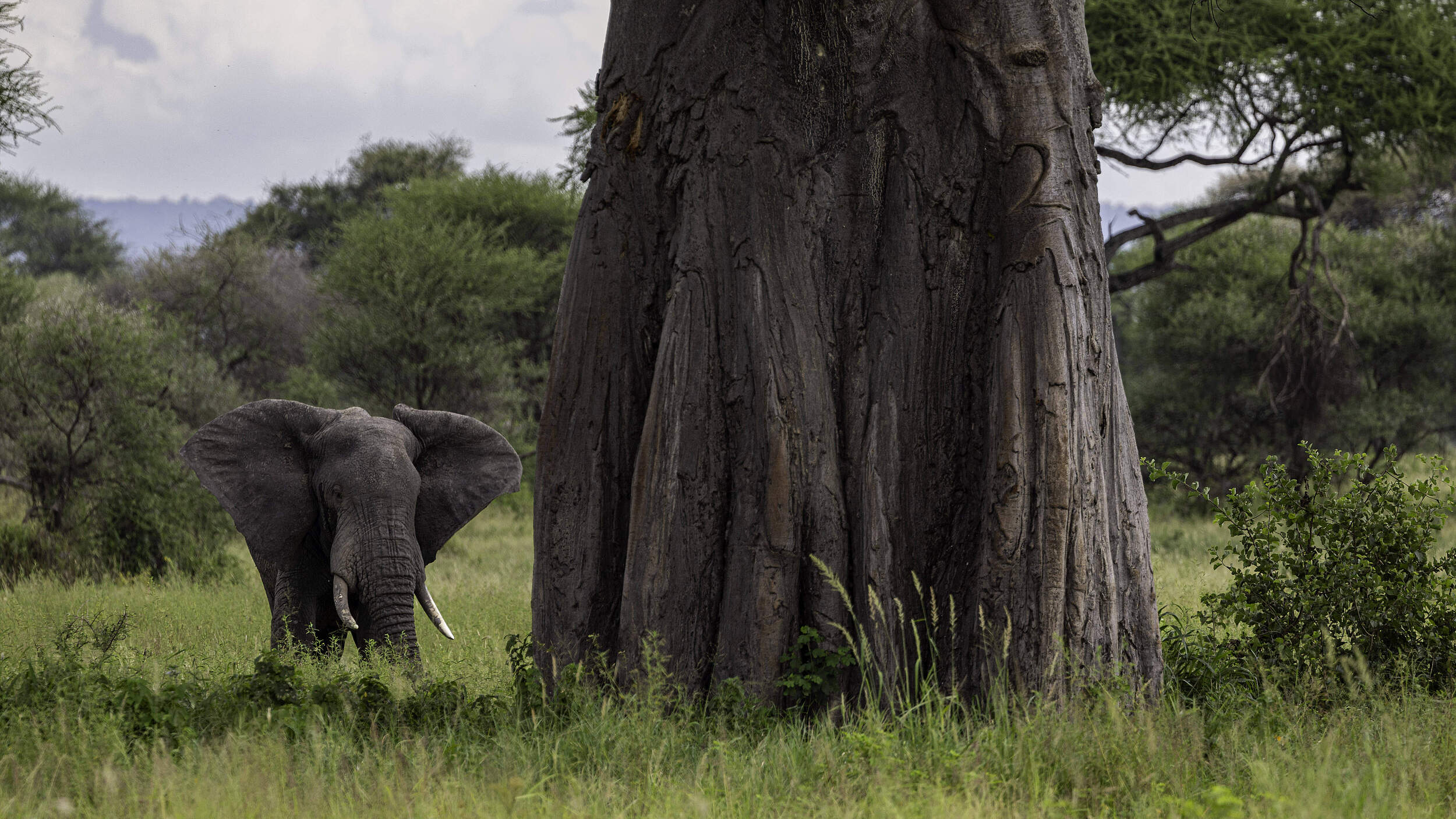 Elefant an einem Baobab-Baum © IMAGO / Cavan Images
