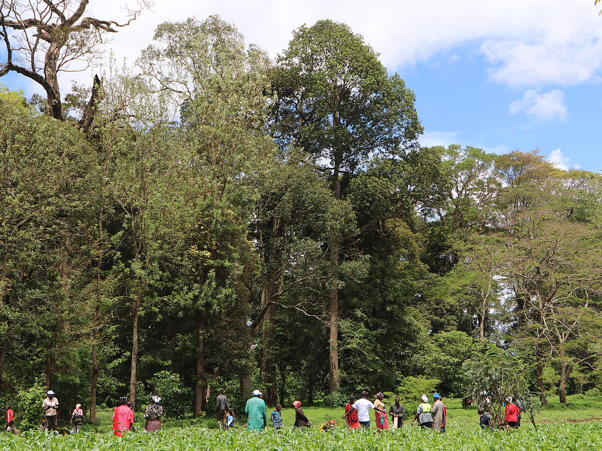 Die Gemeinda am Entarara-Wald engagiert sich stark für die Wiederaufforstung © WWF Kenia