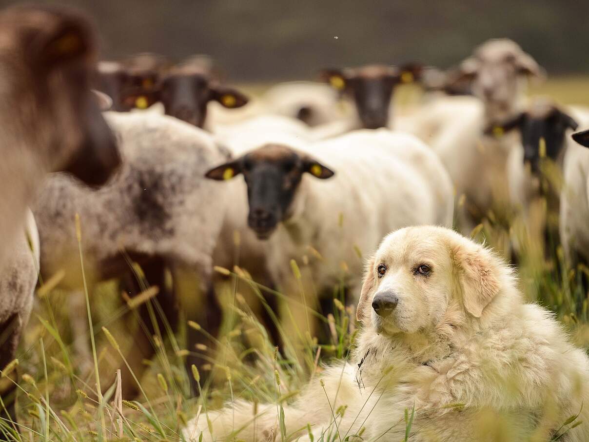 Ein Herdenschutzhund, in diesem Fall ein Pyrenäenberghund liegt auf einer Weidefläche vor einer Schafherde.
