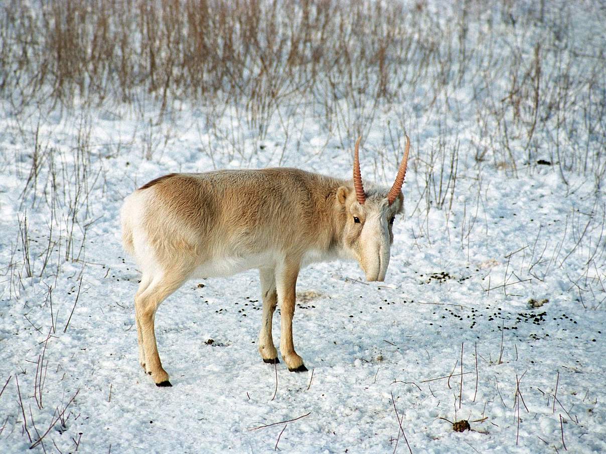 Saiga-Antilope © WWF / Pavel Sorokin