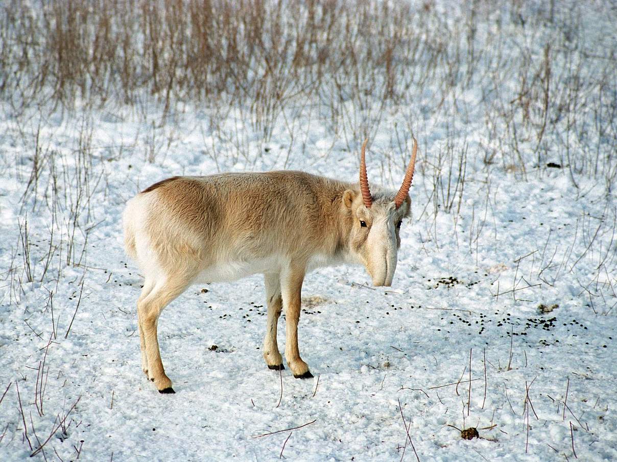 Saiga-Antilope © WWF / Pavel Sorokin Saiga-Antilope © WWF / Pavel Sorokin
