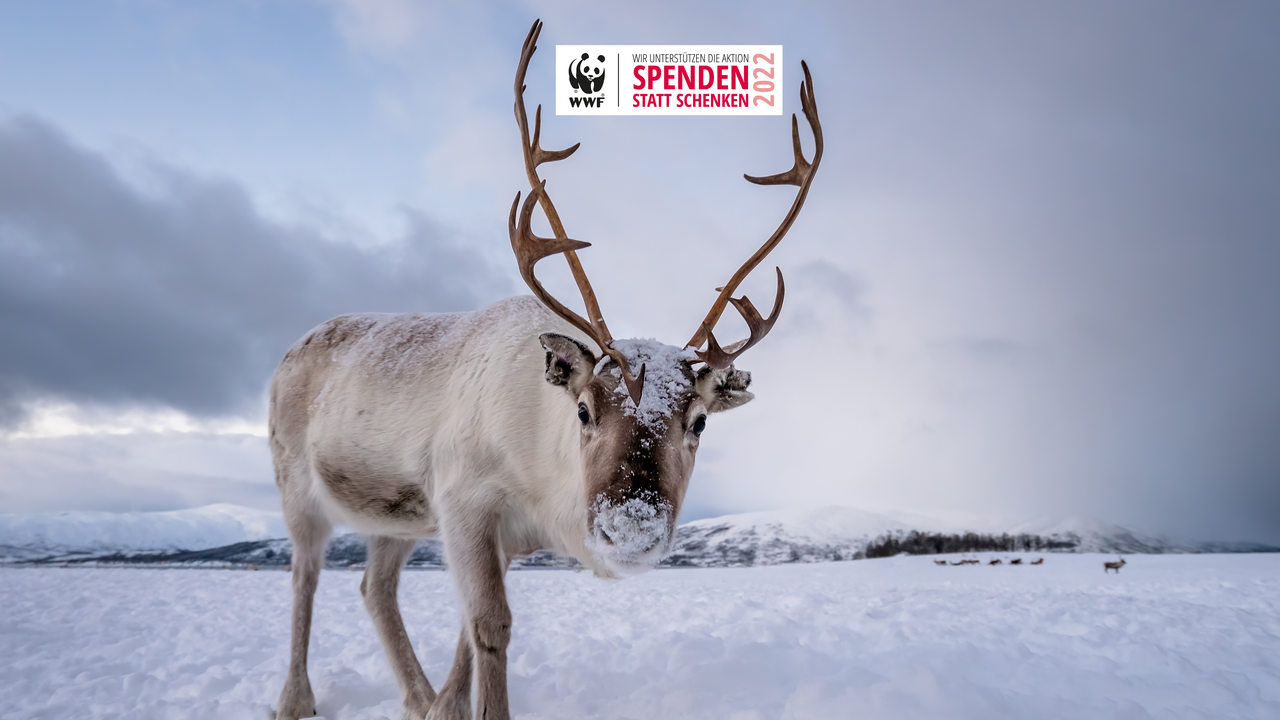 Spenden statt Schenken 2022 © Pawopa3336 / iStock / Getty Images / WWF