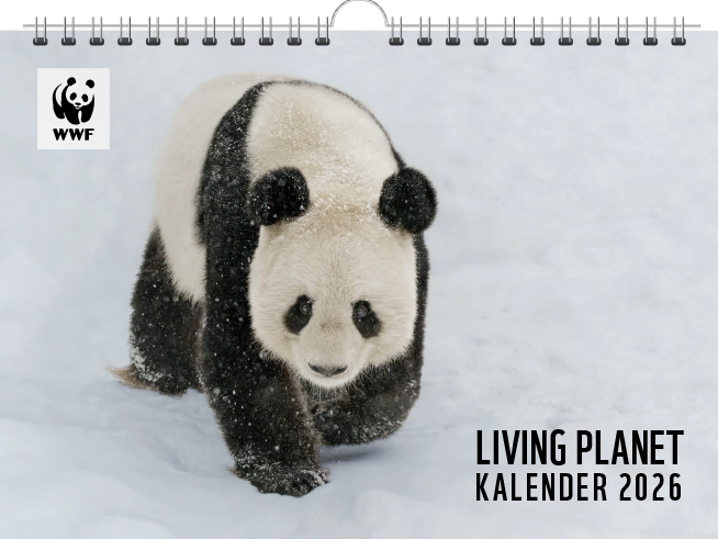 Kalendertitelbild des Living Planet Kalender 2026, das einen Pandabär im Schnee zeigt