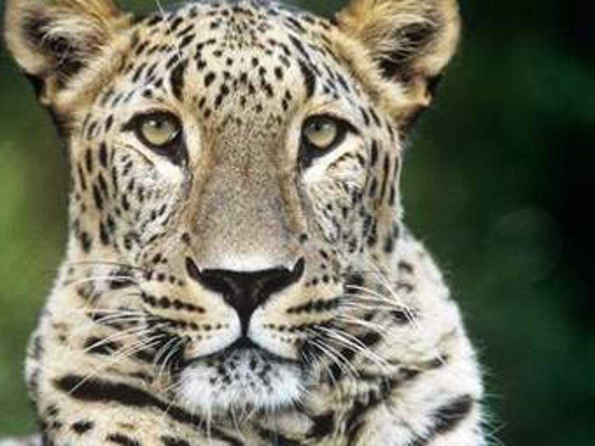 Kaukasus-Leopard © David Lawson / WWF UK