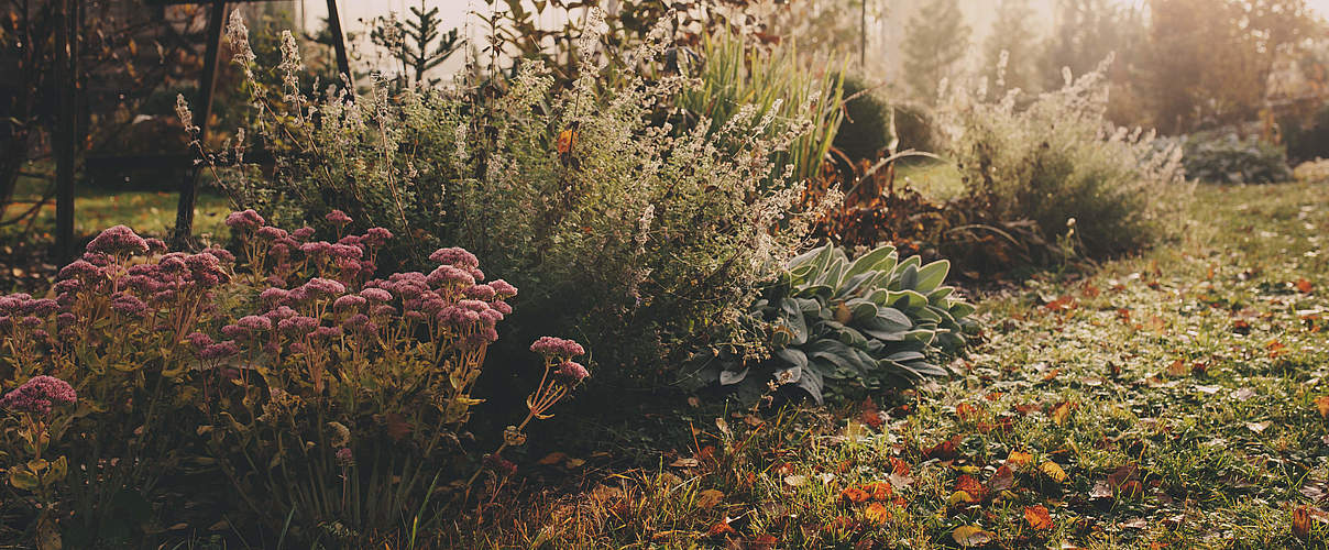 Garten © GettyImages