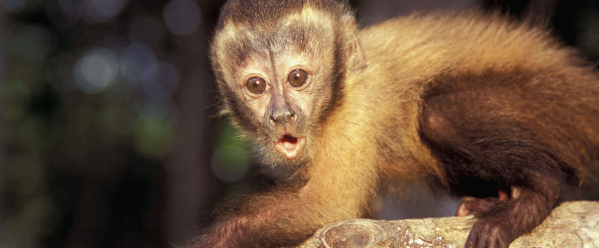 Gehaubter Kapuziner © R.Isotti, A.Cambone / Homo Ambiens / WWF