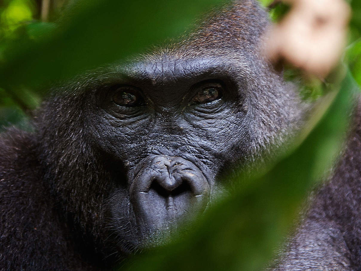Gorilla-Weibchen © ThinkstockPhotos