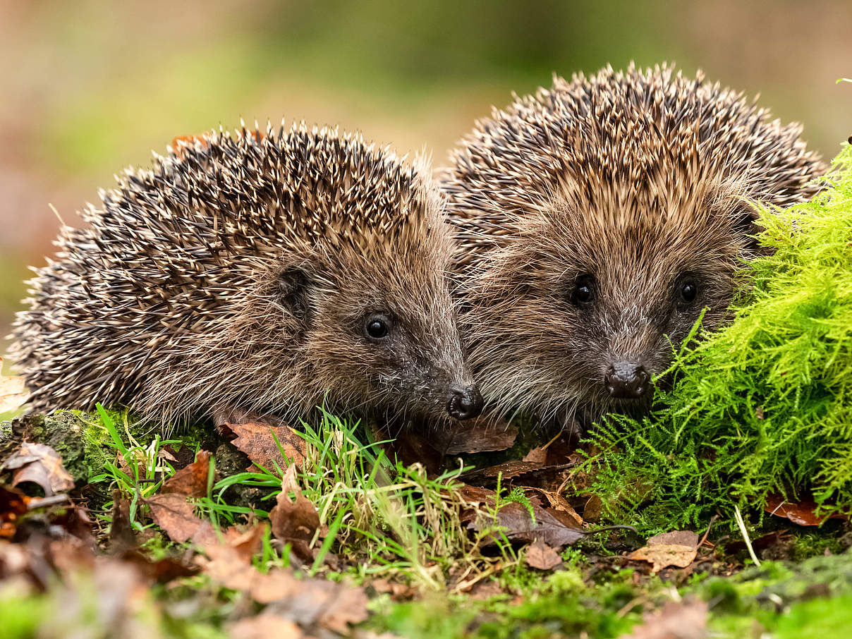 Igel © Shutterstock / Coatesy / WWF 