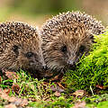 Igel © Shutterstock / Coatesy / WWF 