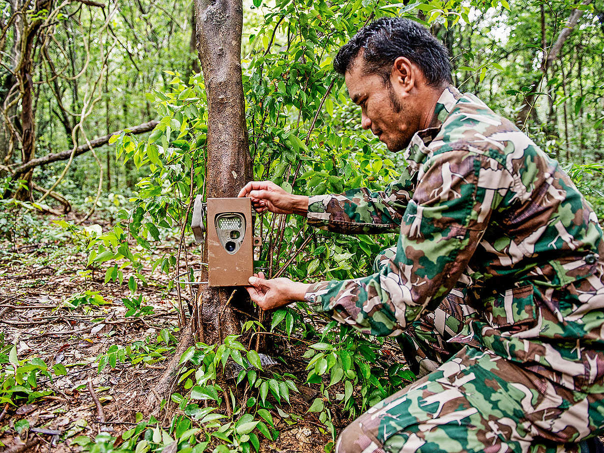 Ranger installiert Kamerafalle © James Morgan / WWF