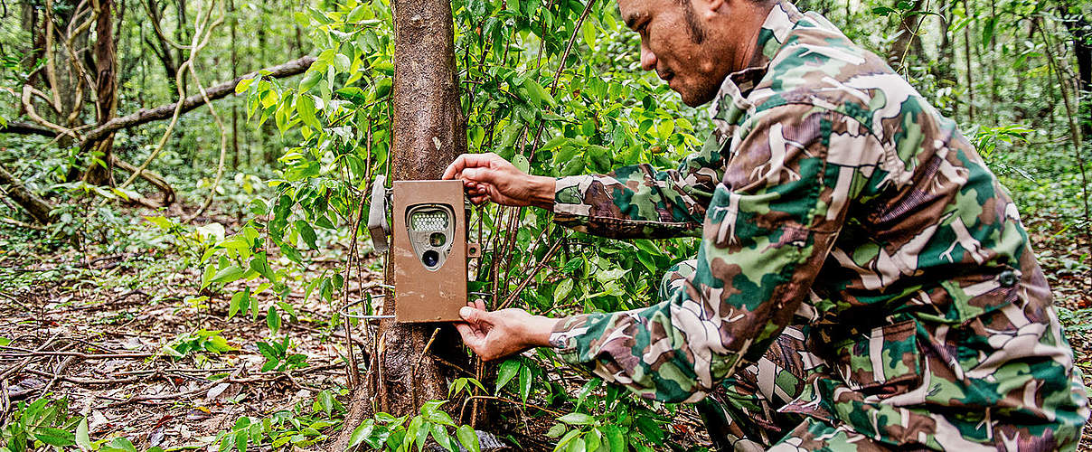 Ranger installiert Kamerafalle © James Morgan / WWF