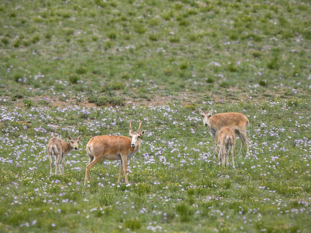 Saiga-Antilopen in der Mongolei © WWF-Mongolia 