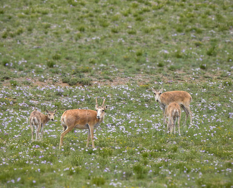 Saiga-Antilopen in der Mongolei © WWF-Mongolia 