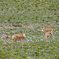 Saiga-Antilopen in der Mongolei © WWF-Mongolia 