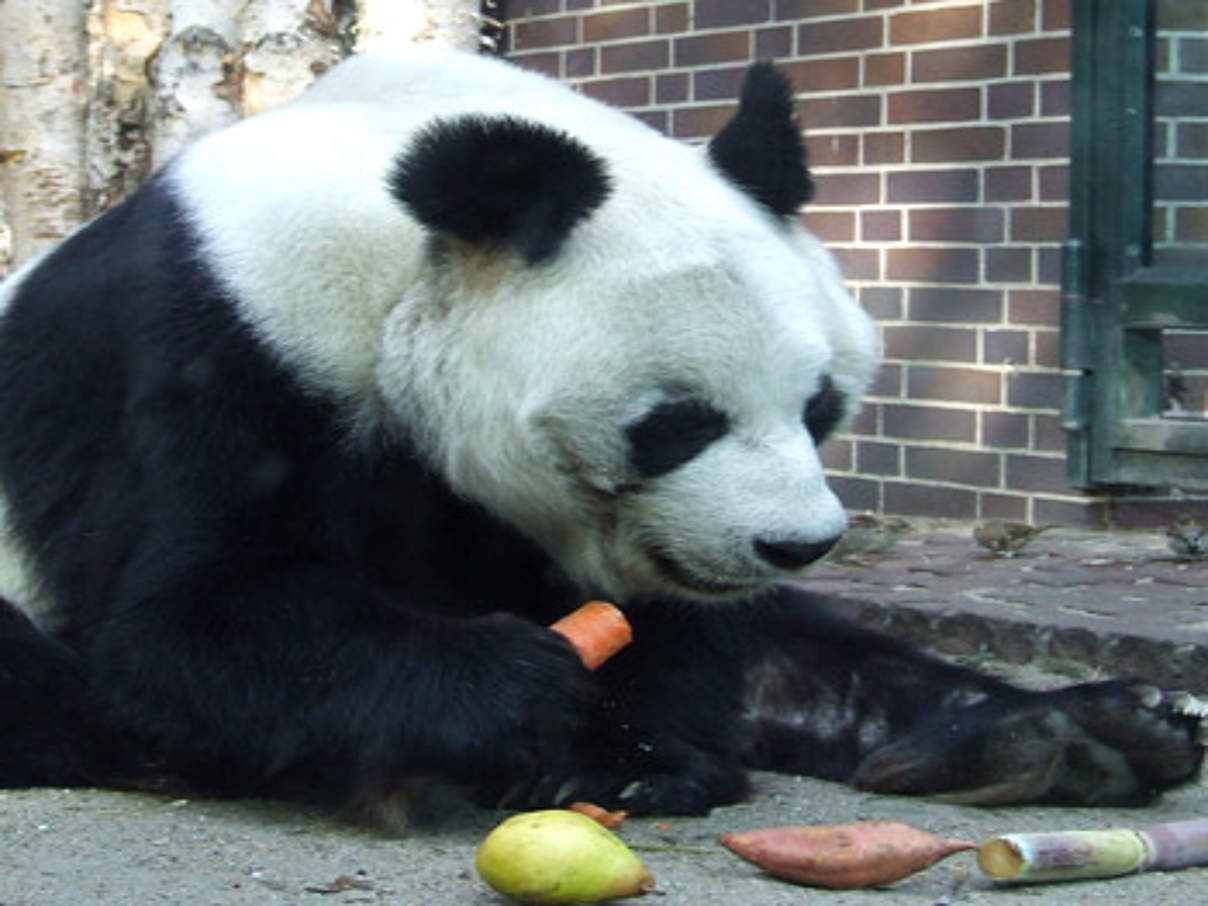350 1623171617 b3af894e9f b Panda Bao Bao c trespassers william cc © trespassers william (cc)