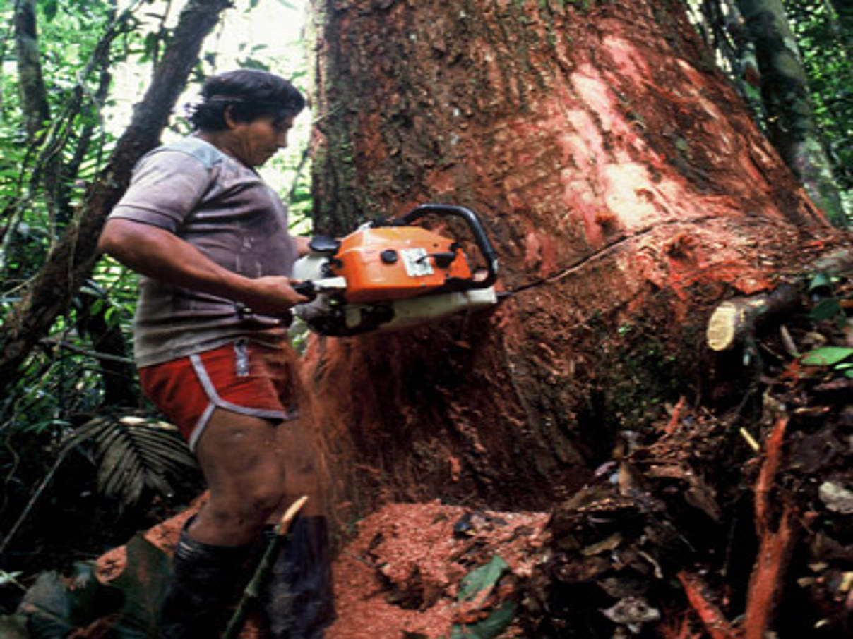 Illegaler Holzeinschlag ist kein Kavaliersdelikt © Andre Baertschi / WWF-Canon