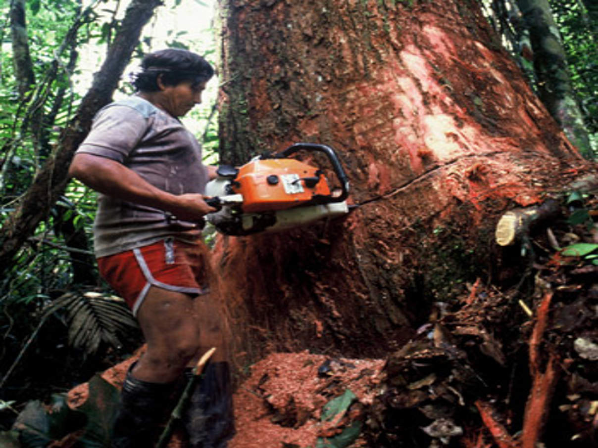 350 Illegal logging Peru c WWF Canon Andre BAERTSCHI Illegaler Holzeinschlag ist kein Kavaliersdelikt © Andre Baertschi / WWF-Canon