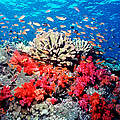 Korallenriff © Cat Holloway / WWF