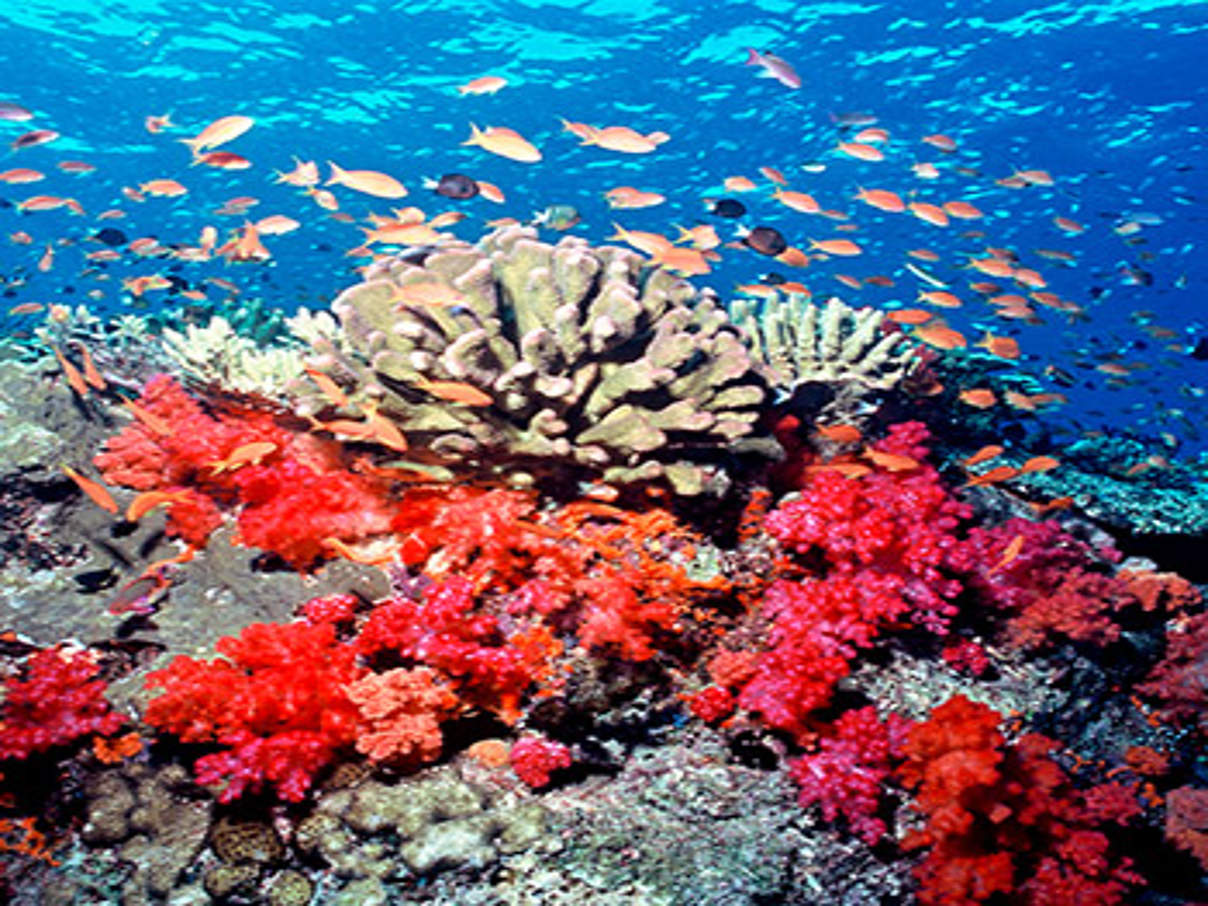 Korallenriff © Cat Holloway / WWF