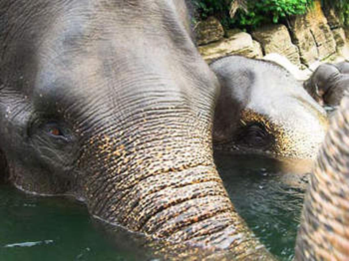 Waldelefant auf Sumatra. © c naturepl.com Nick Garbutt / WWF