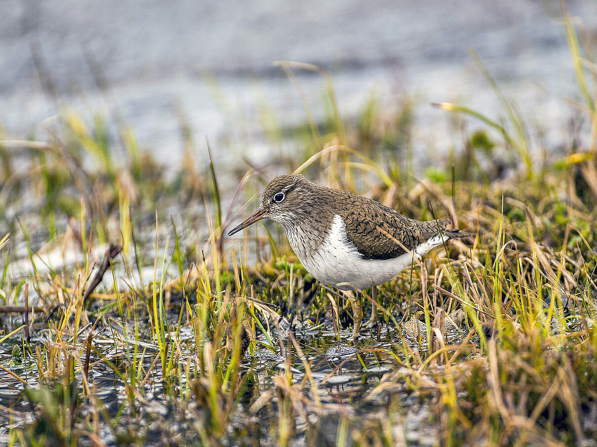 Ein Flussuferläufer (Actitis hypoleucos) watet im Wasser des bewachsenen Ufer eines Gewässers.