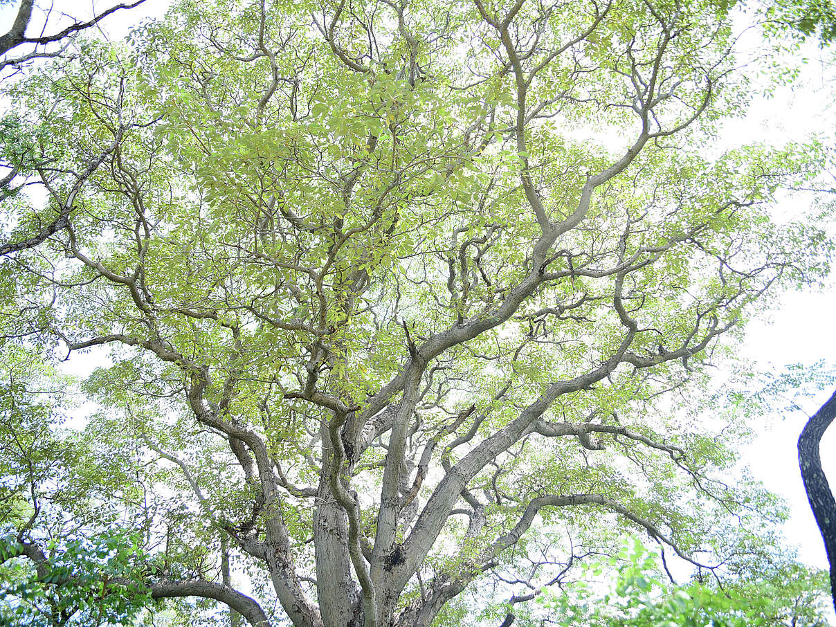 Mongongo-Baum in Sambia © Jana Kanig / WWF