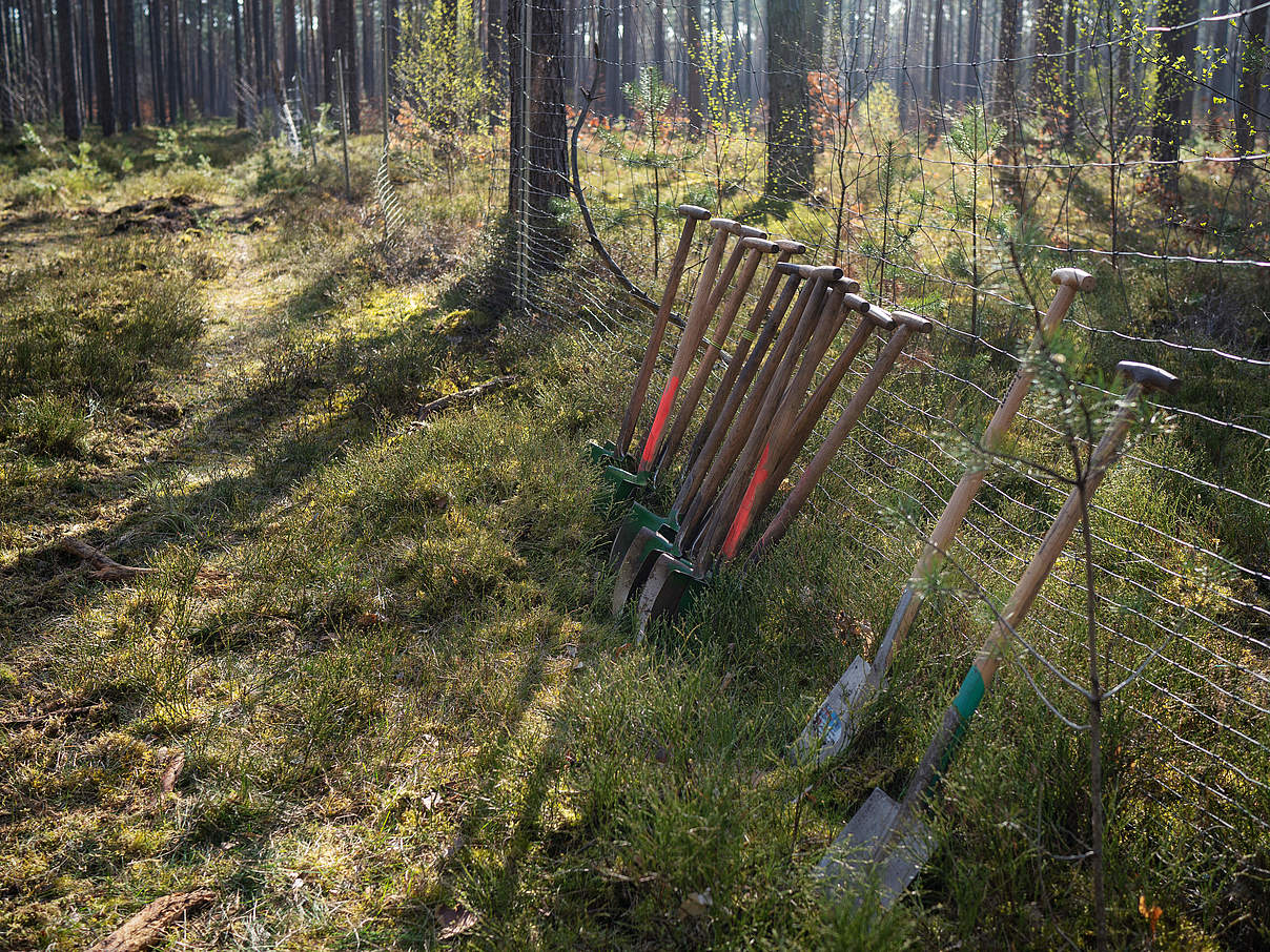 Pflanzspaten bereit für den Pflanzeinsatz © Sonja Ritter / WWF