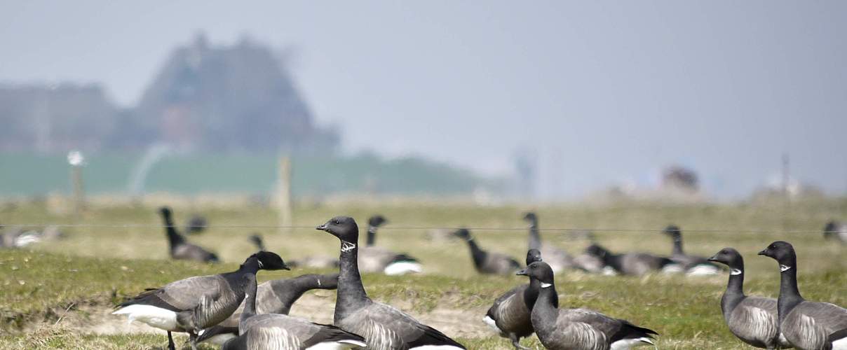 Ringelgänse auf Hallig Hooge © Hans-Ulrich Rösner / WWF