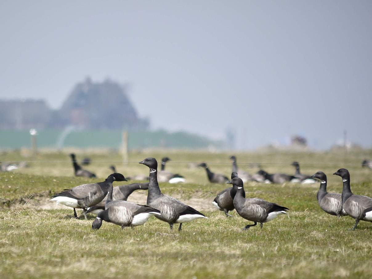 Ringelgänse auf Hallig Hooge © Hans-Ulrich Rösner / WWF