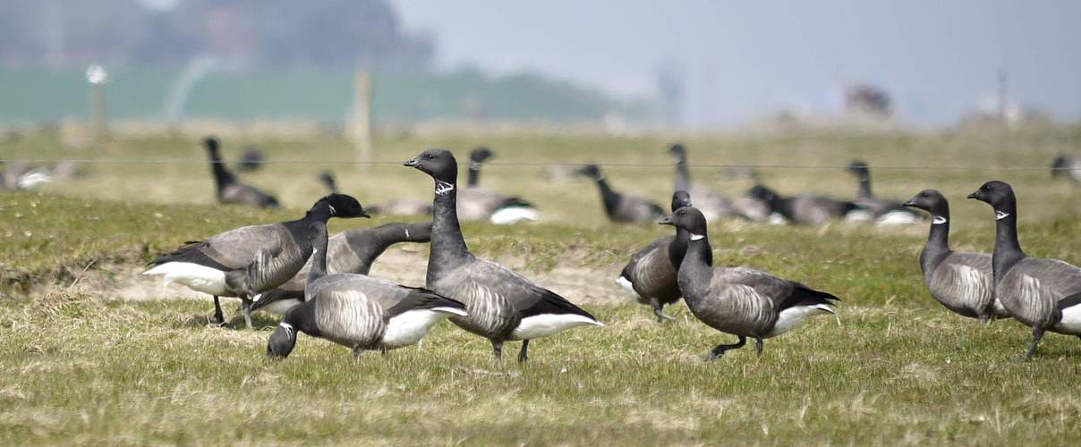 Ringelgänse auf Hallig Hooge © Hans-Ulrich Rösner / WWF