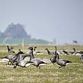 Ringelgänse auf Hallig Hooge © Hans-Ulrich Rösner / WWF