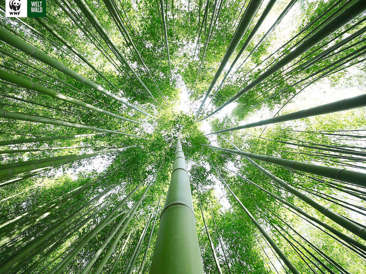 Bambus © kokoroyuki / Getty Images / iStockphoto / WWF