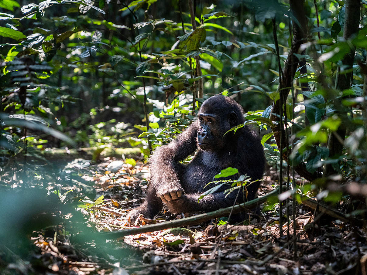 Westlicher Flachlandgorilla © Andy Isaacson / WWF-US