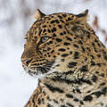 Amur-Leopard © Ola Jennersten / WWF-Sweden