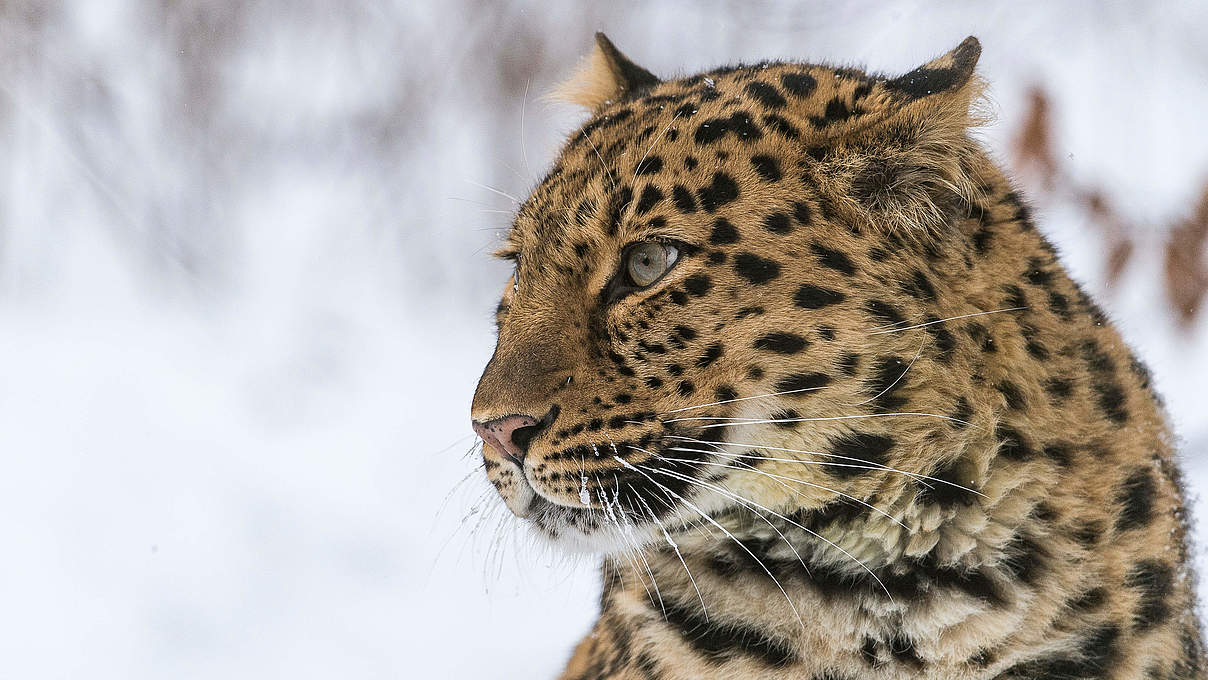 Amur-Leopard © Ola Jennersten / WWF-Sweden
