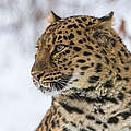 Amur-Leopard © Ola Jennersten / WWF-Sweden