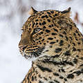 Amur-Leopard © Ola Jennersten / WWF-Sweden